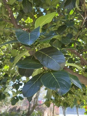 Artocarpus heterophyllus