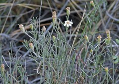 Gutierrezia gilliesii