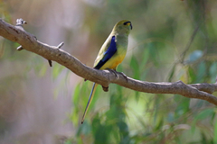 Neophema chrysostoma