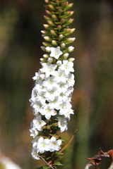 Epacris pauciflora