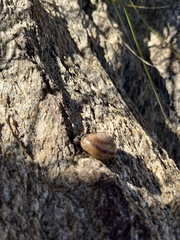 Cahuillus indioensis