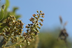 Escallonia pulverulenta
