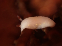 Cadlina flavomaculata