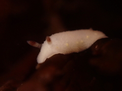 Cadlina flavomaculata