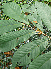Cepaea