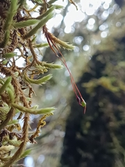 Leucodon canariensis