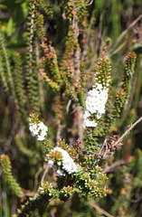 Epacris pauciflora