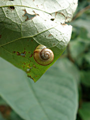 Cepaea