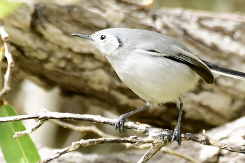 Cuban Gnatcatcher (Polioptila lembeyei), photo 9