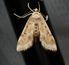 Parapoynx crisonalis