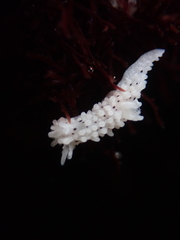 Aegires albopunctatus