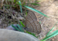 Hermeuptychia sosybius