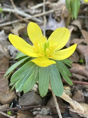 Eranthis hyemalis