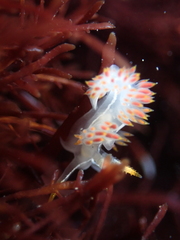 Coryphella trilineata