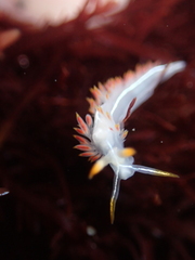 Coryphella trilineata