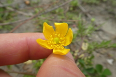 Ranunculus sardous