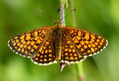 Melitaea athalia