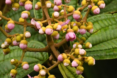 Miconia