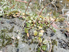 Epilobium brunnescens