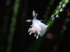Ancula gibbosa