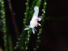 Ancula gibbosa