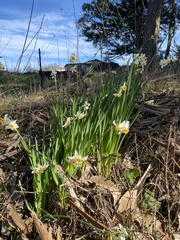 Narcissus tazetta