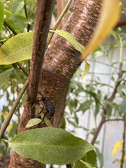 Aegorhinus superciliosus