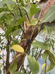 Aegorhinus superciliosus