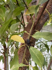 Aegorhinus superciliosus