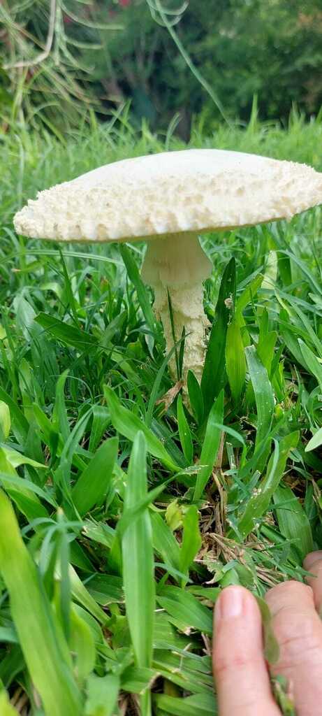 Amanita foetens · January 2023 · photo: © andreaargentinat (iNaturalist, cc-by)