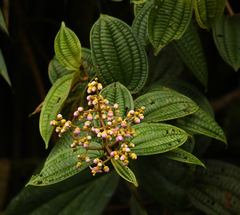 Miconia