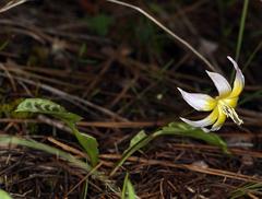 Erythronium multiscapideum