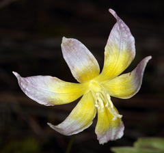 Erythronium multiscapideum