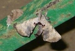 Apatelodes torrefacta