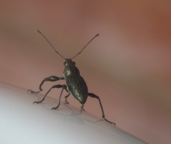 Curculionidae
