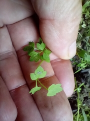 Ranunculus ternatifolius