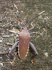 Amorbus atomarius