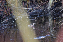 Tachybaptus ruficollis