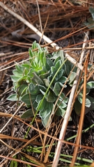 Chrysopsis floridana