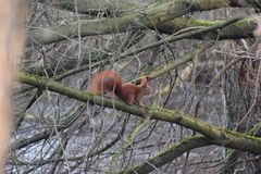 Sciurus vulgaris