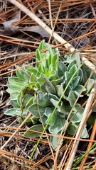 Chrysopsis floridana