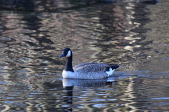 Branta canadensis