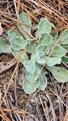 Chrysopsis floridana