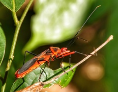 Macrocheraia grandis