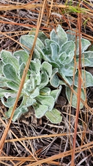 Chrysopsis floridana