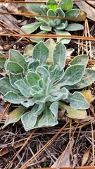 Chrysopsis floridana