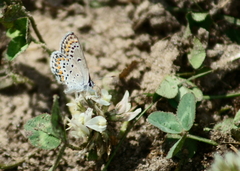 Plebejus samuelis