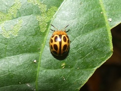 Plagiodera ornata