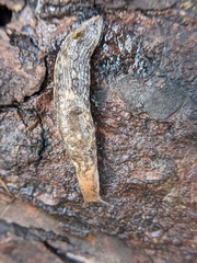 Deroceras reticulatum