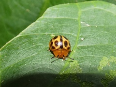 Plagiodera ornata